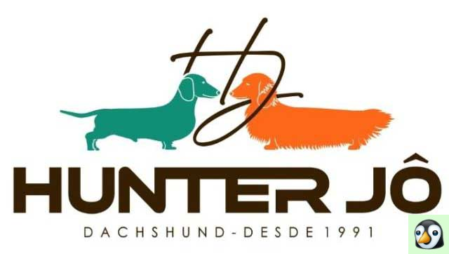 Canil Hunter Jô – Criação de Dachshund SP